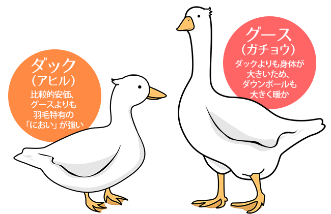 鳥の種類